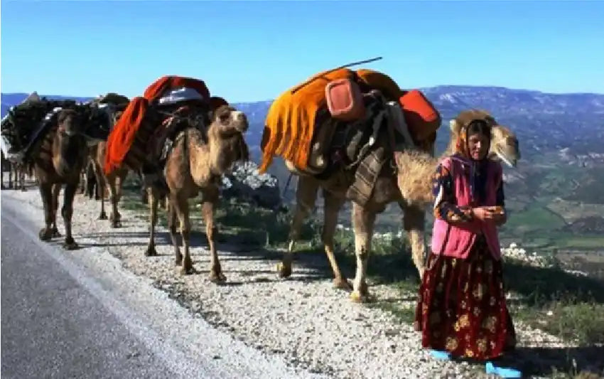 Caravan of laden camels.